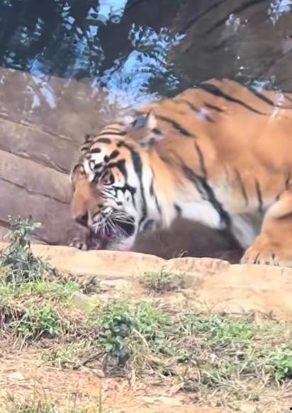 国产老虎的视频,镜头下的王者威仪