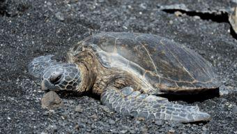 国产乌龟视频在线观看