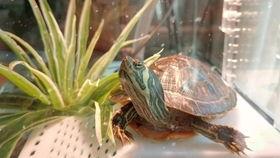 国产乌龟视频在线观看