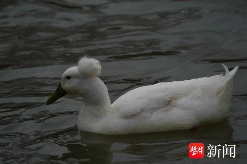 国产鸭子1视频,探寻本土鸭种魅力与养殖奥秘
