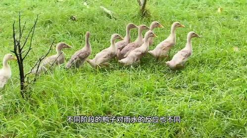 国产鸭子1视频,探寻本土鸭种魅力与养殖奥秘