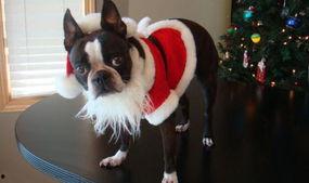 国产超级视频搞笑宠物狗,国产超级视频里的搞笑狗狗秀