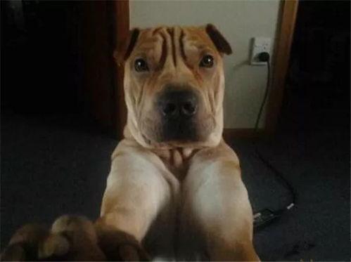 国产超级视频搞笑宠物狗,国产超级视频里的搞笑狗狗秀