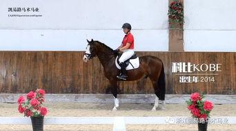 国产有马精品视频,有马风采，光影交织的艺术盛宴