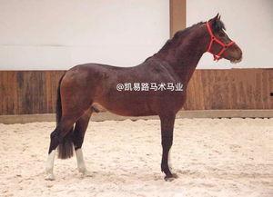 国产有马精品视频,有马风采，光影交织的艺术盛宴