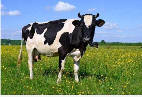 亚洲国产牛牛视频在线,独特视角下的文化盛宴