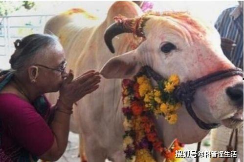 亚洲国产牛牛视频在线,独特视角下的文化盛宴