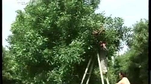 国产坚果种植视频