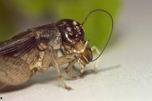 国产蟋蟀机视频播放网站,探索独特娱乐新天地