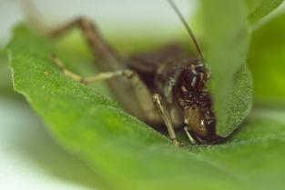 国产蟋蟀机视频播放网站,探索独特娱乐新天地