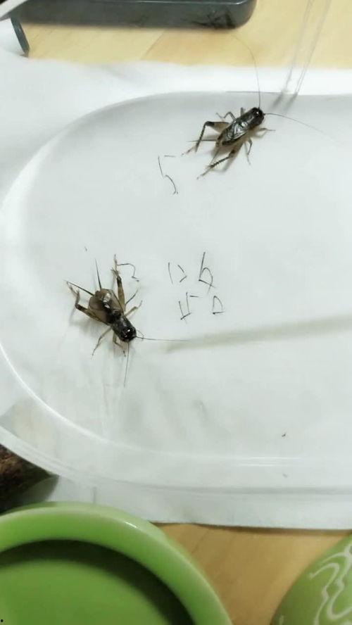 国产蟋蟀机视频播放网站,探索独特娱乐新天地