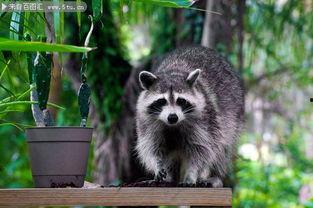 国产浣熊好培育吗图片视频,从图片视频看养殖心得