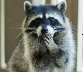 国产浣熊好培育吗图片视频,从图片视频看养殖心得  第2张