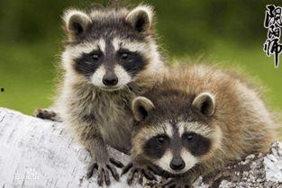 国产浣熊好培育吗图片视频,从图片视频看养殖心得  第3张