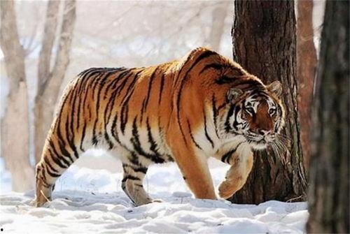 异国老虎之国产东北虎视频,国产老虎的异国之旅