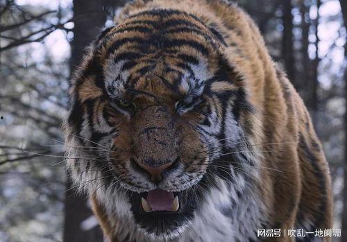 异国老虎之国产东北虎视频,国产老虎的异国之旅 第3张 异国老虎之国产东北虎视频,国产老虎的异国之旅 第3张